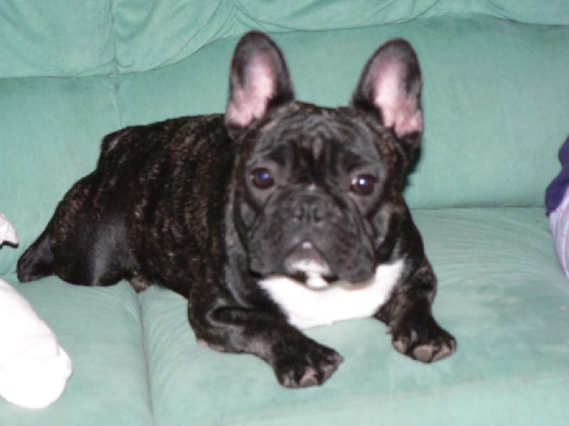 Carmina burana du Terroir de fontfroide