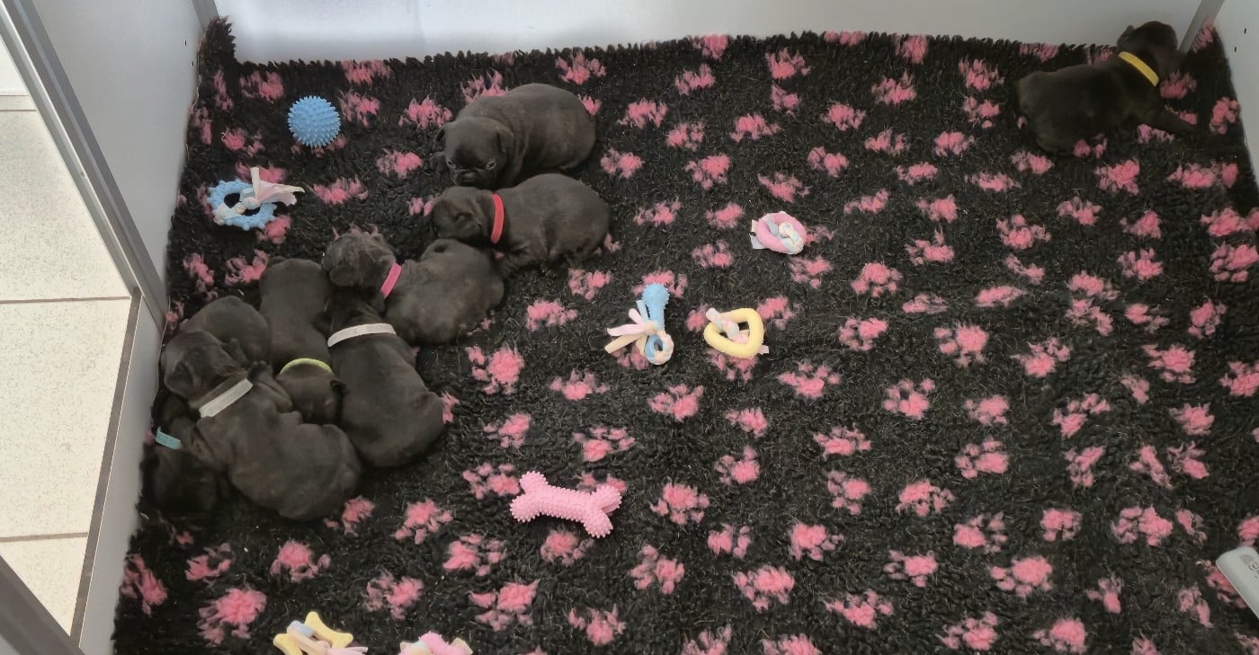 Bouledogue français - des Jardins de Sable