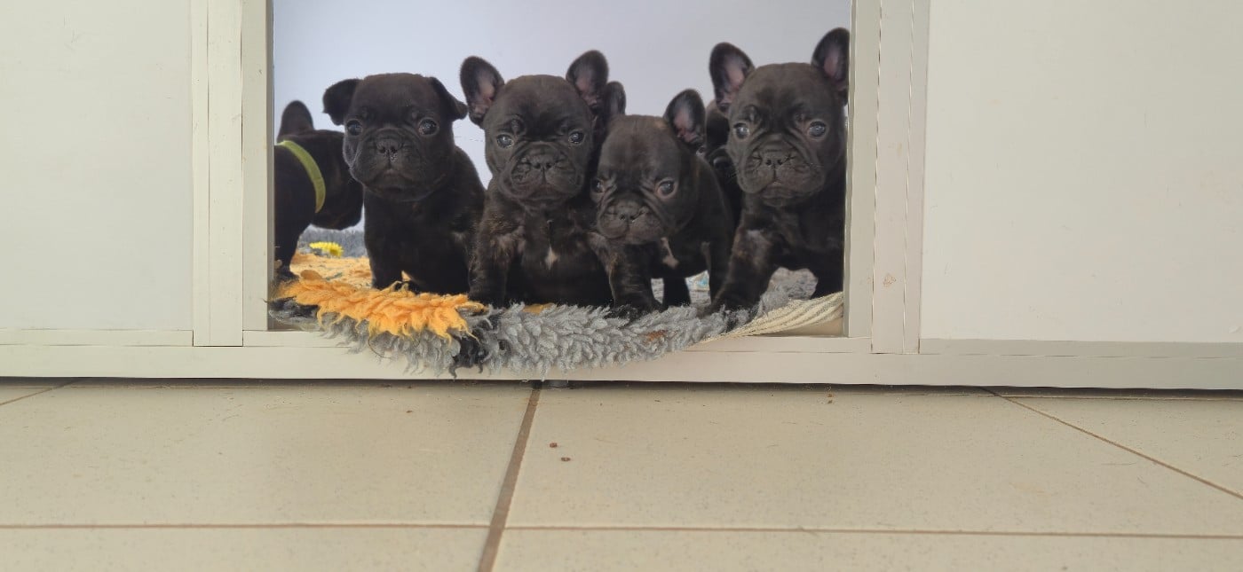 Bouledogue français - des Jardins de Sable