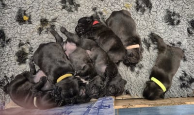 Chiot N°1 - Bouledogue français