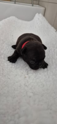 Les chiots de Bouledogue français