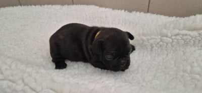 Les chiots de Bouledogue français