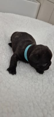 Les chiots de Bouledogue français