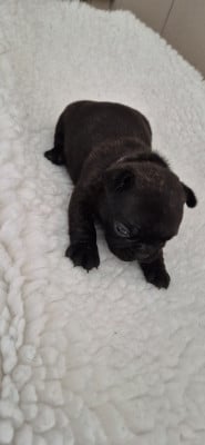 Les chiots de Bouledogue français
