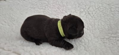 Les chiots de Bouledogue français