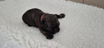 Les chiots de Bouledogue français