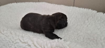 Les chiots de Bouledogue français