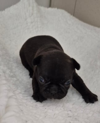 Les chiots de Bouledogue français