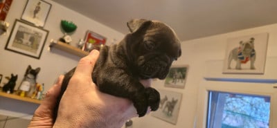 Les chiots de Bouledogue français