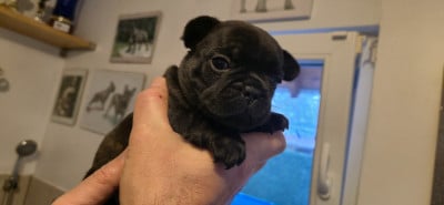 Les chiots de Bouledogue français