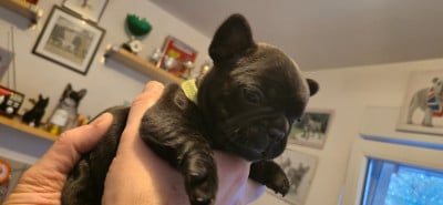Les chiots de Bouledogue français