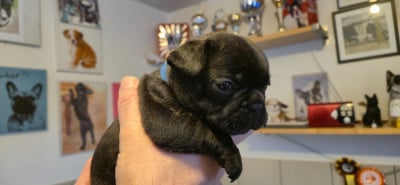 Les chiots de Bouledogue français