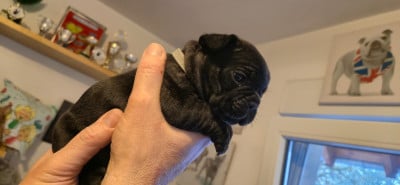 Les chiots de Bouledogue français