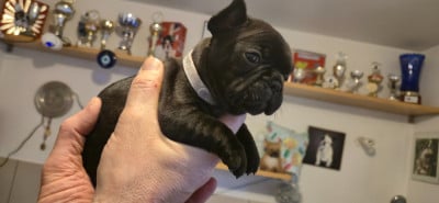 Les chiots de Bouledogue français