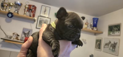 Les chiots de Bouledogue français
