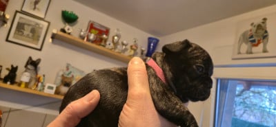 Les chiots de Bouledogue français