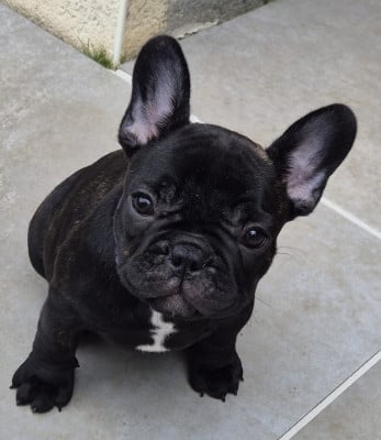 Les chiots de Bouledogue français