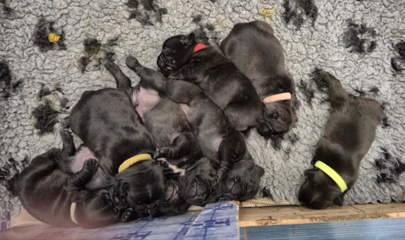 Bouledogue français - des Jardins de Sable