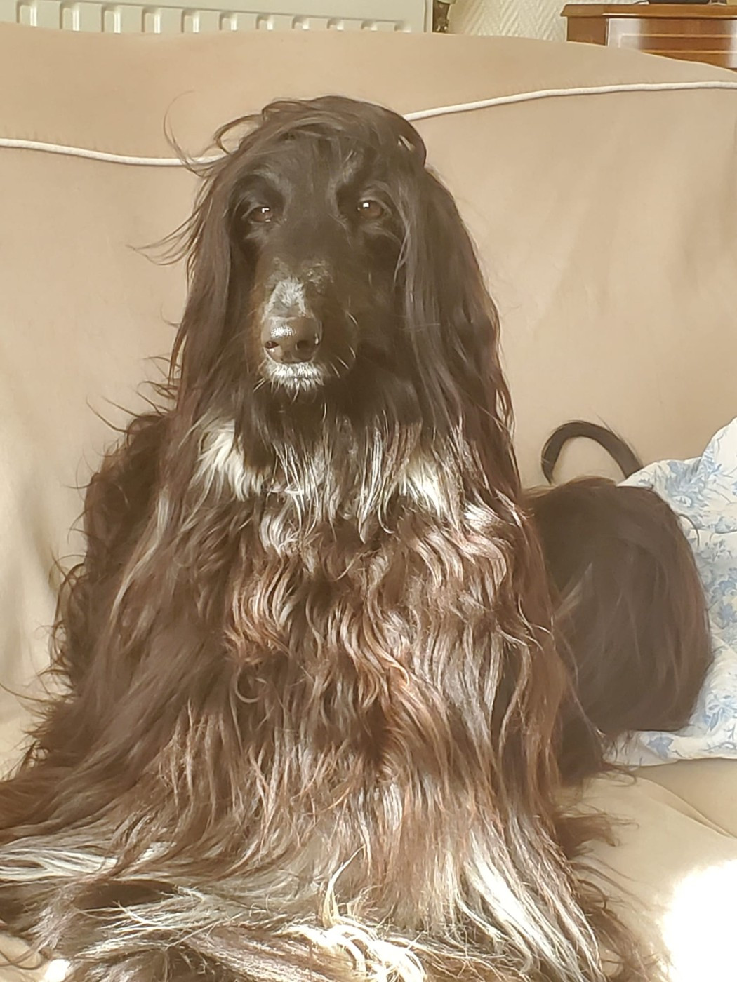 Sybelle chance for the life du Troisième Jour