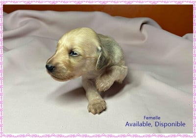 Les chiots de Levrier afghan