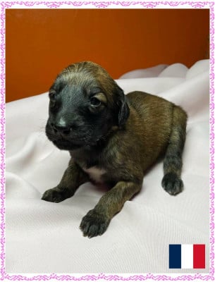 Les chiots de Levrier afghan