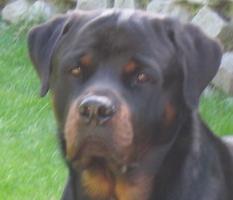 Tango dit hondo des princes d'aragone - 2 EXCELLENT EN CLASSE TRAVAIL