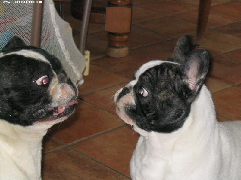 Publication : de la Pointe de l'Arcalod