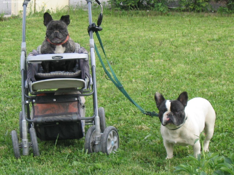 Publication : de la Pointe de l'Arcalod