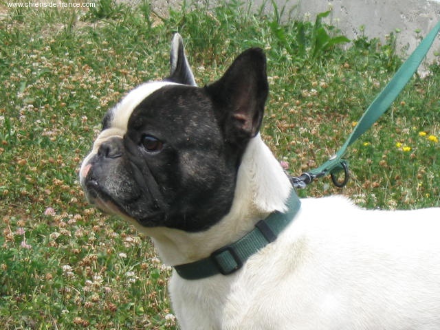 Publication : de la Pointe de l'Arcalod