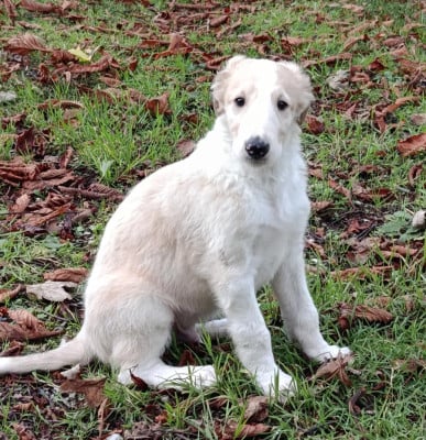 Les chiots de Barzoi