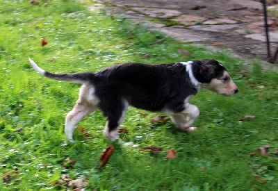 Les chiots de Barzoi