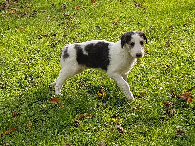 Les chiots de Barzoi