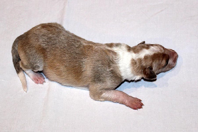 Barzoi