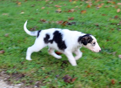 Les chiots de Barzoi