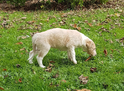 Les chiots de Barzoi