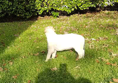 Les chiots de Barzoi