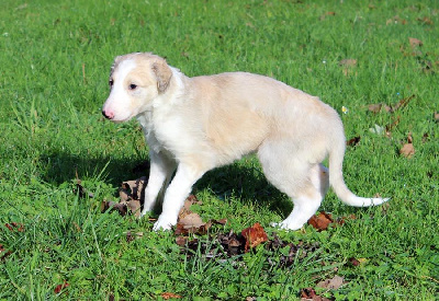 Les chiots de Barzoi