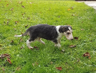 Les chiots de Barzoi