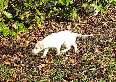 Les chiots de Barzoi