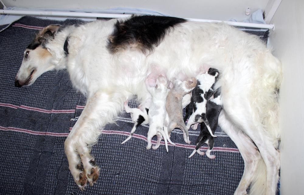 Barzoi - du Cot-Regnier