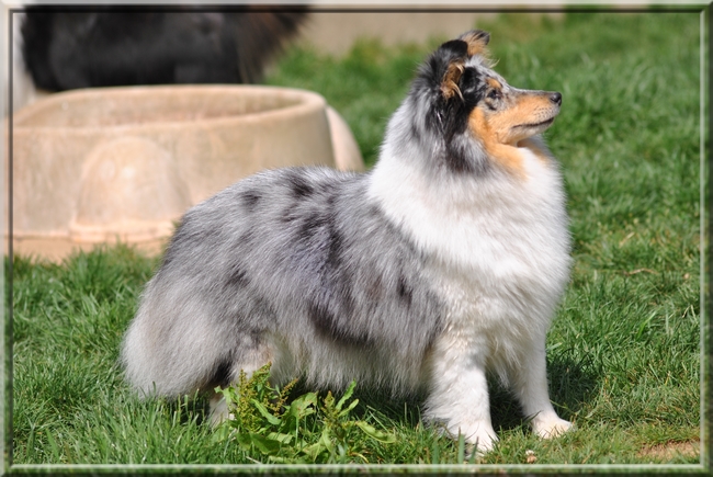 Publication : des Romarins de Mayerling Auteur : bohn