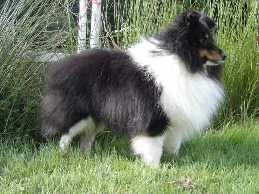 Publication : des Romarins de Mayerling