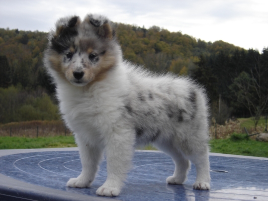 Publication : des Romarins de Mayerling Auteur : bohn