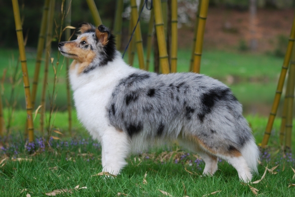 Publication : des Romarins de Mayerling Auteur : bohn