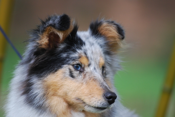 Publication : des Romarins de Mayerling Auteur : bohn