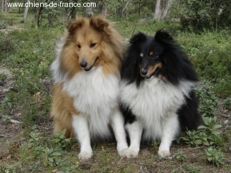 Publication : des Romarins de Mayerling