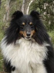 Publication : des Romarins de Mayerling