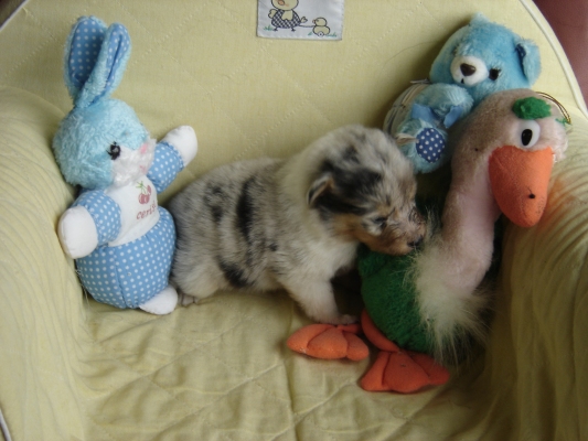 Publication : des Romarins de Mayerling Auteur : bohn