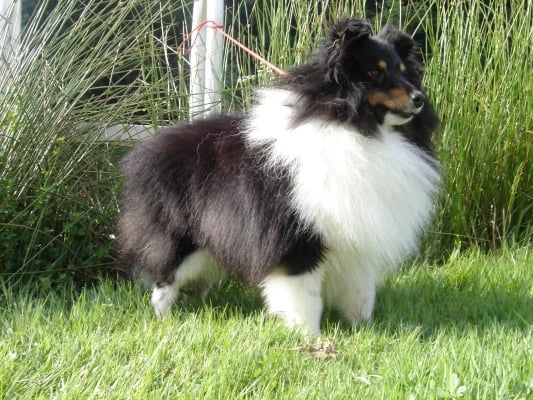 Publication : des Romarins de Mayerling