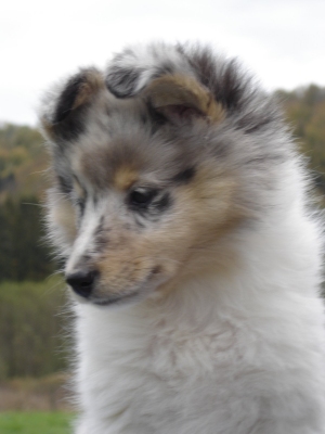 Publication : des Romarins de Mayerling Auteur : bohn